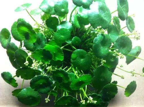 别再傻乎乎的以为铜钱草只会长叶子, 其实人家会开花的, 还很漂亮