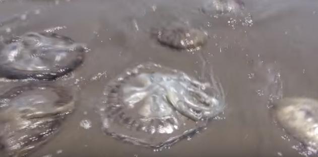 男子发现海滩上出现许多怪异生物, 当他抓起一个之后马上就后悔了