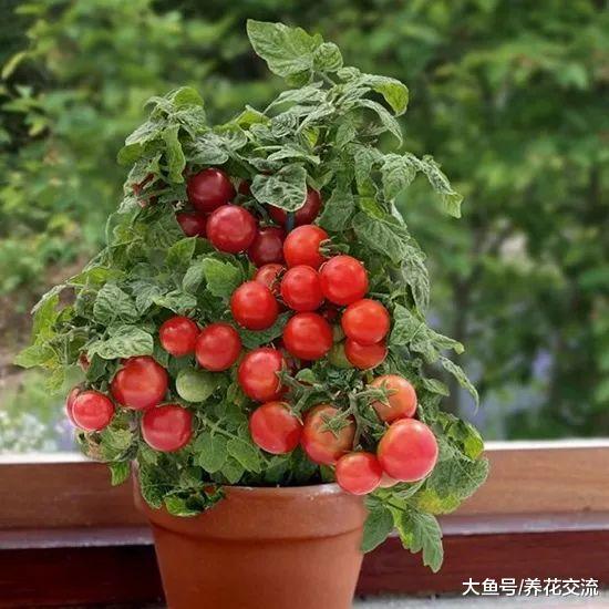 在家里就能轻松养活的15种盆栽蔬菜, 种阳台上比花卉还好看