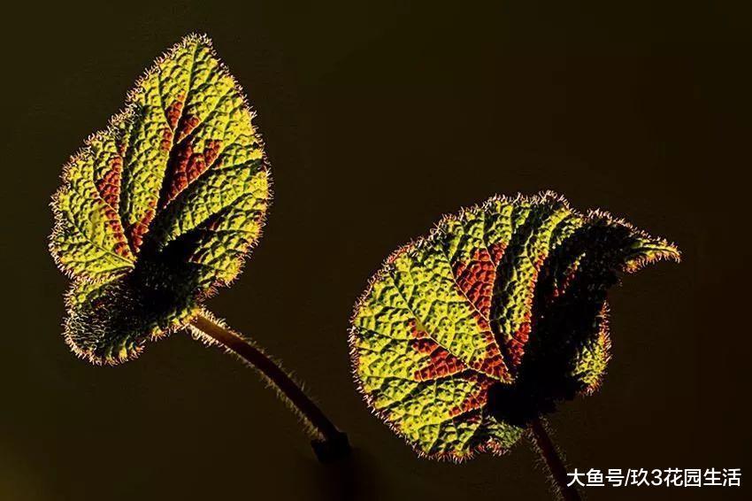 如何美美的养好一盆观叶海棠