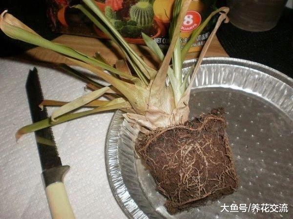 观赏凤梨花朵枯萎后, 用这种方法就能不断繁殖, 过两年还能开花