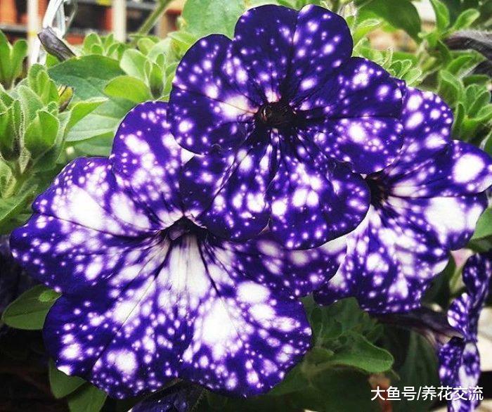 夏秋季节就能旺盛开花的矮牵牛, 为啥还有人将它养死