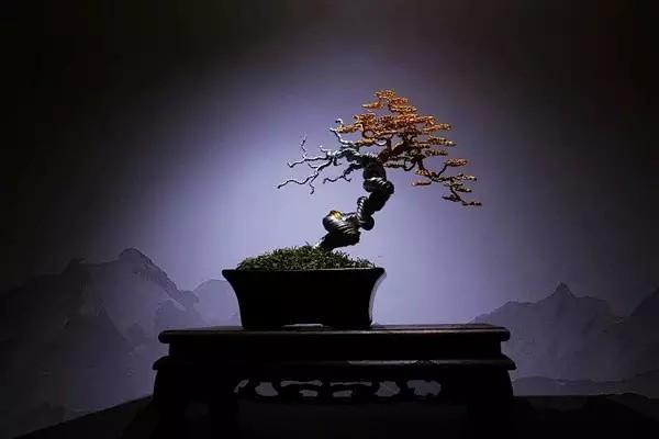 这盆景, 一次成型就是终身艺术, 不要浇水、修剪、施肥;网友: 活艺术!