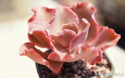 遇见美丽的多肉世界