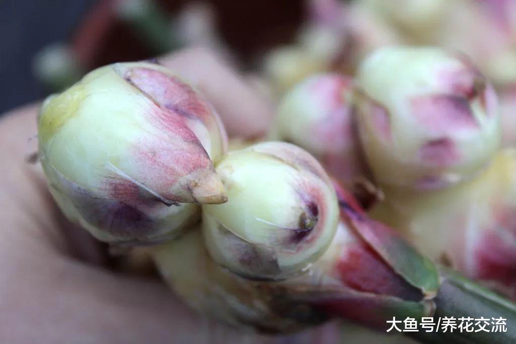 北方的朋友在室内种出自己的盆栽生姜, 冬春时节都可以种