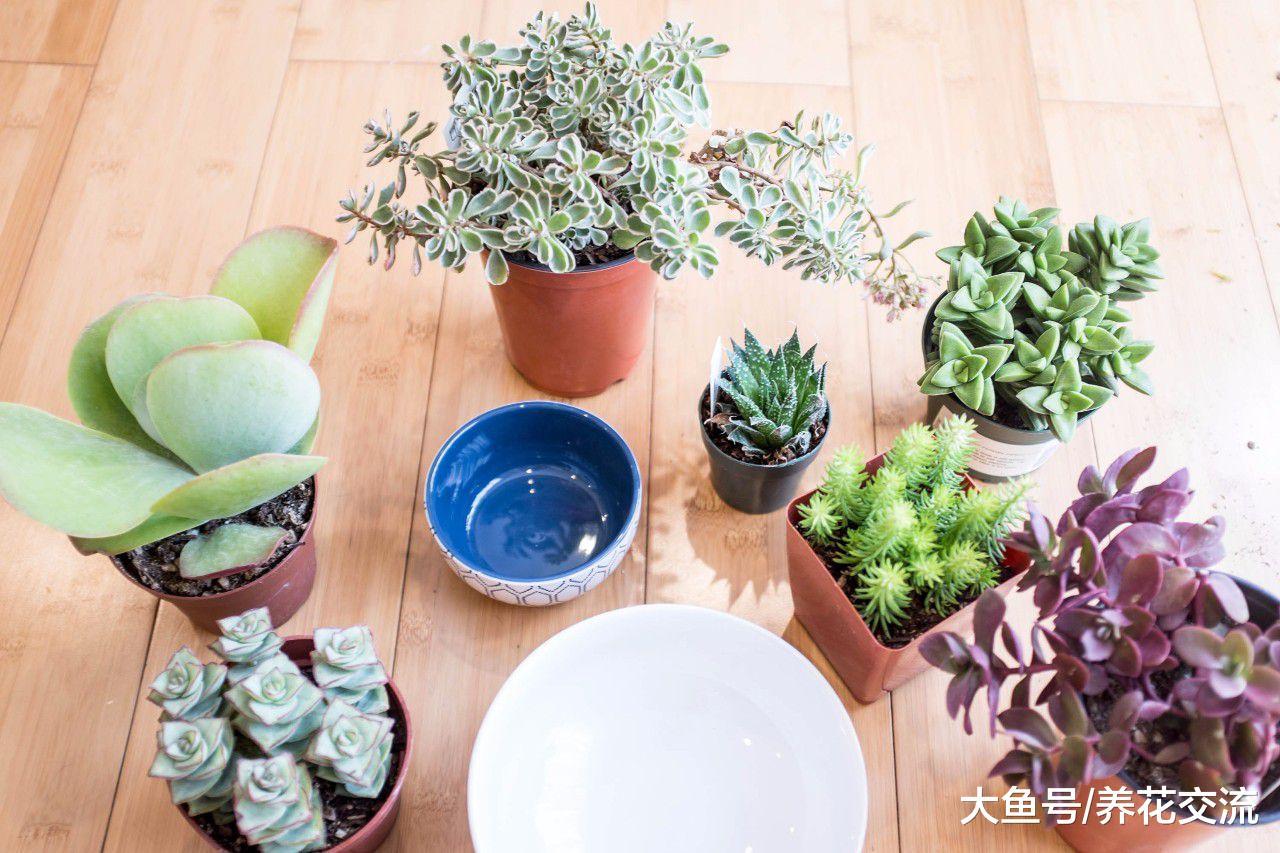 在一个大花盆里制作出一个多肉植物小花园, 要掌握这些技巧