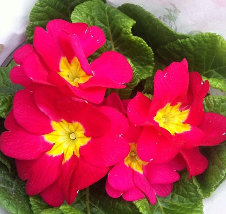 花匠说|今日立春, 它是春天的信使, 开花正灿烂, 芳香浸心脾