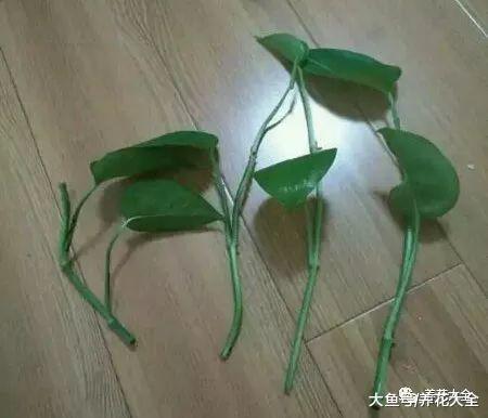 教你怎样水培吊兰, 不仅生根快, 叶子还能绿油油!