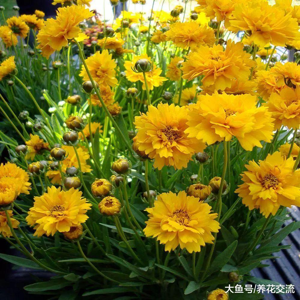 春天在院子里撒上一些金鸡菊的种子, 夏秋季节开出整片金黄色的花