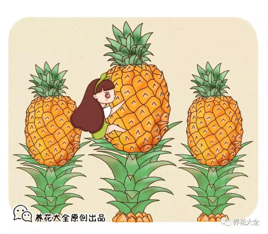 吃剩的菠萝头, 被儿子养在高脚杯, 不用一年长出了小菠萝!