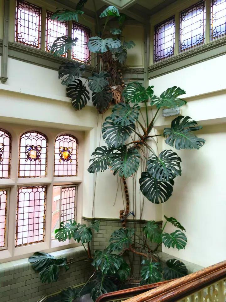 大神家的龟背竹, 一养就是20年, 把邻居的墙都爬满了! 想养好龟背竹?