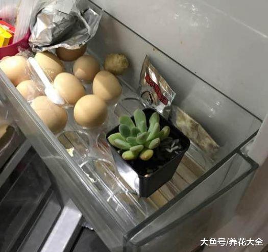 多肉塞到冰箱里, 最后越变越红, 砰砰爆出5个头!