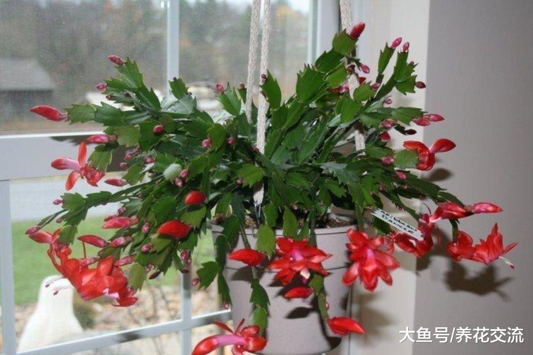 夏天正在开花的蟹爪兰你敢买么? 秋冬季节有什么需要注意的?