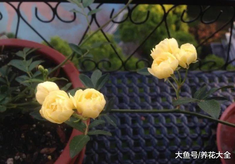 还在阳台养木香? 做到这一点, 长得比房子都高!