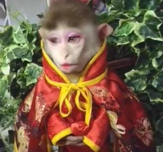 女主人闲来无事, 抓住猴宝宝给它涂粉化妆, 完事后猴子一脸生无可恋!
