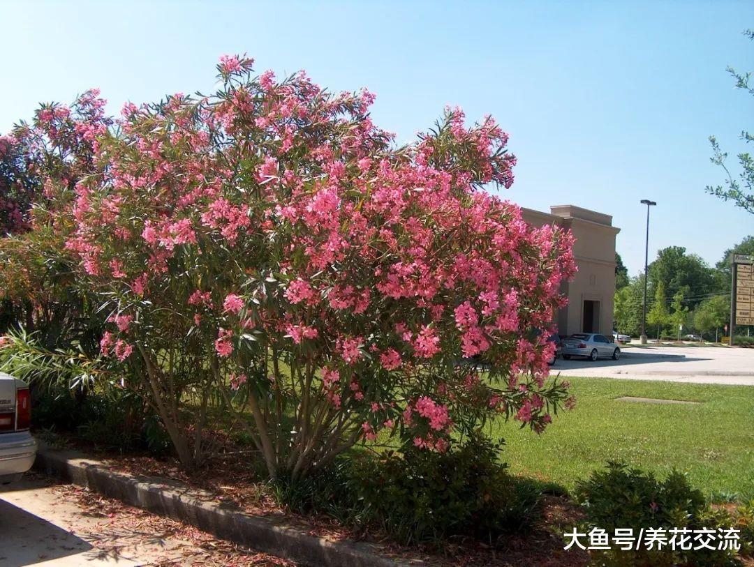 夹竹桃的毒性那么强, 为什么还有那么多人养这种花卉