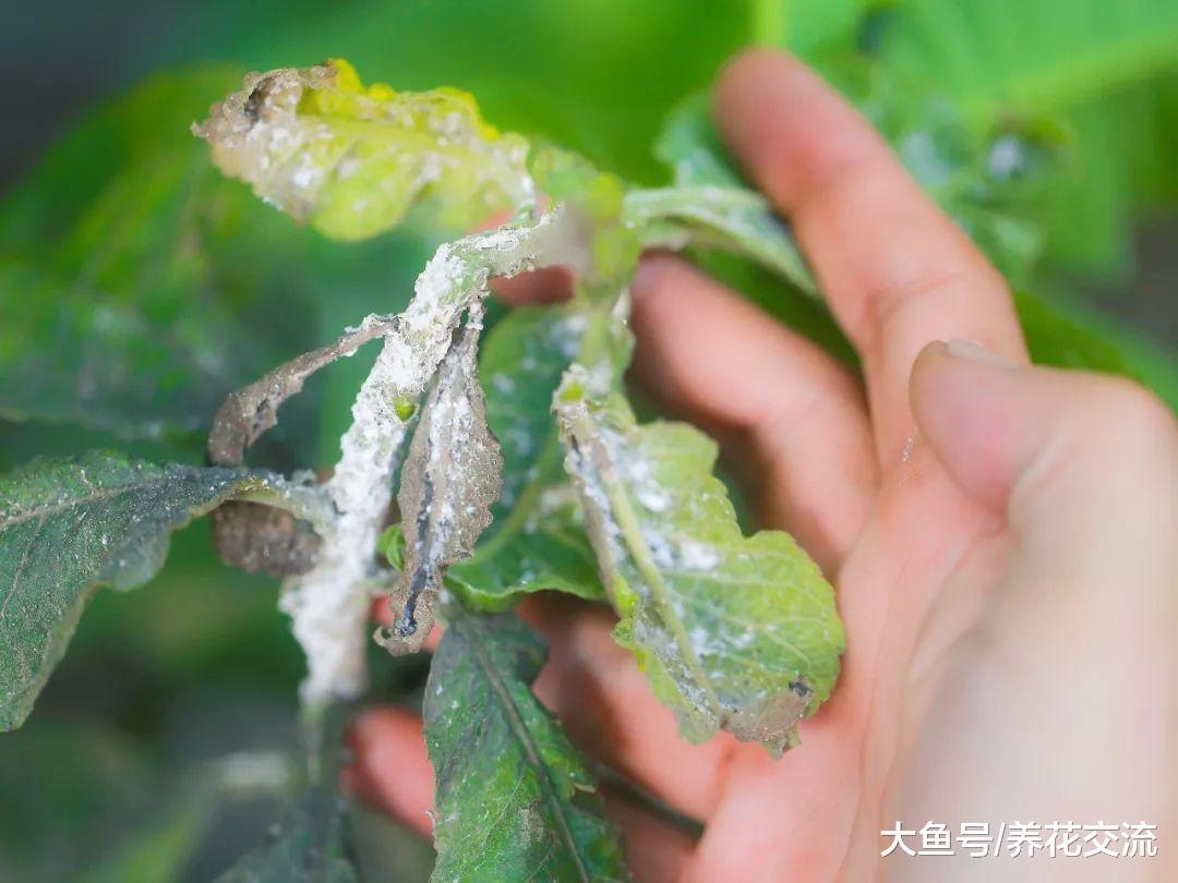 在家里养护的植物出现害虫, 你需要用这些方法处理