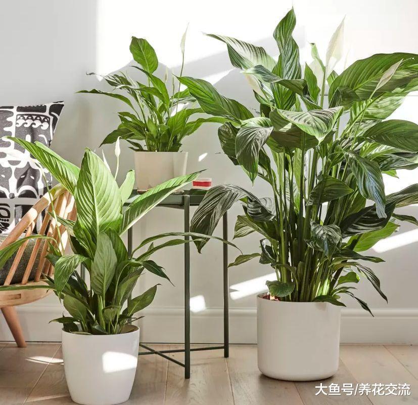 在阴暗的室内越能茁壮生长的10种花卉, 你家里养了哪几盆