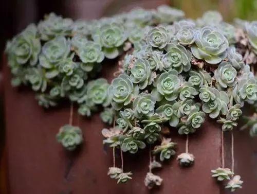 年前买回来的多肉烂根、枯萎不要扔, 这样处理就恢复健康啦!