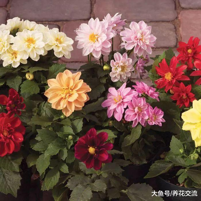 这些球茎花卉都可以在秋冬季节开花, 家里不养几盆么?
