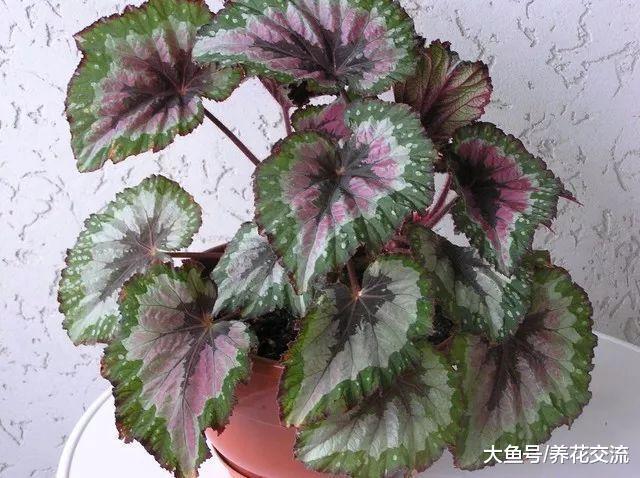 没想到秋海棠还有这么多品种, 观花和观叶型的你更喜欢哪种?