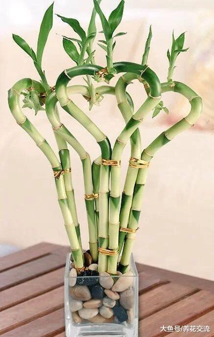 盆栽植物作为礼品的创意, 你更喜欢用哪些花卉作为礼物?