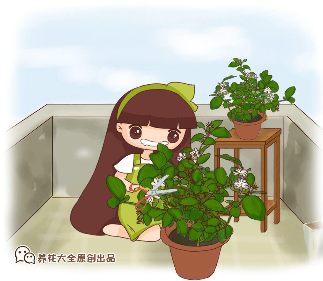 茉莉出现这种枝, 赶紧剪一刀, 小心冬天熬不过去!