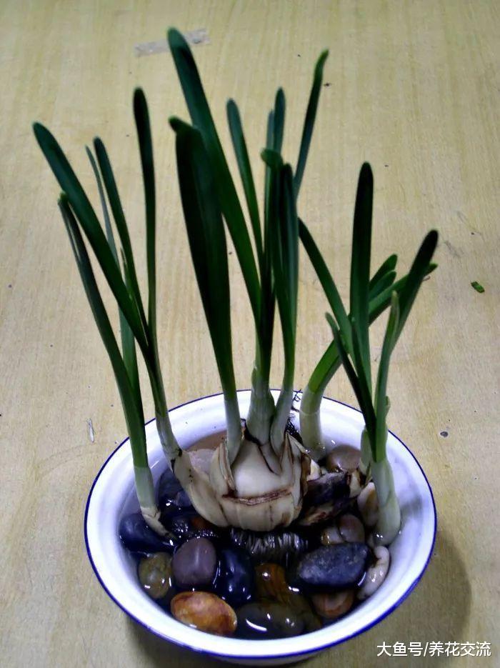 用这种方法, 在室内用花盆也能种出不断收获的洋葱