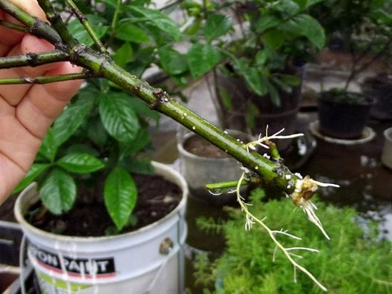 别用生根水了, 这“3种”药片用上粒, 7天大白根更壮实!