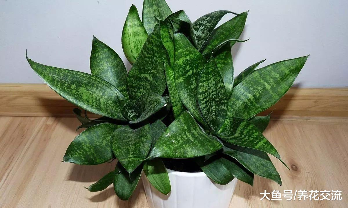 虎皮兰用这些方法养才能让金边更亮丽, 养家里适合不过了
