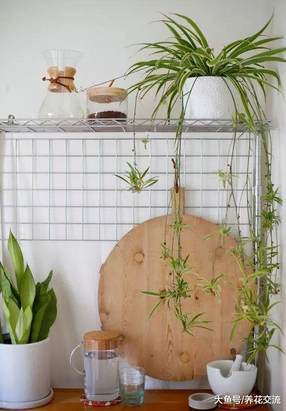 6种特别适合悬挂在书架上养护的爬藤植物, 养书房里不用经常打理