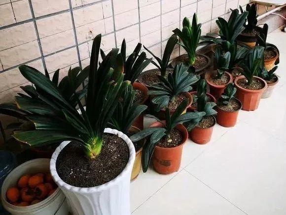 冬天给花冻一冻, 君子兰叶片扇子大, 茶花咕噜噜冒花苞!