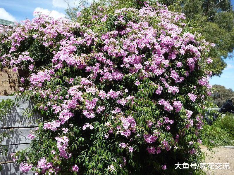 8种可以一年四季连续不断开花的灿烂花卉