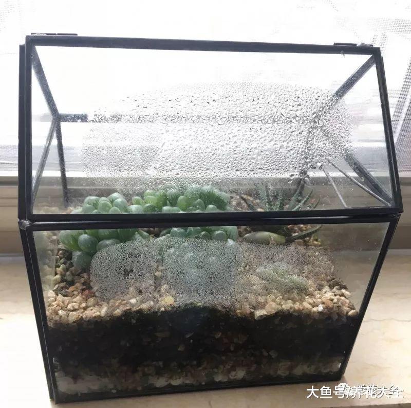 多肉常见名词大集锦, 记住这些, 就不是养肉小白了!