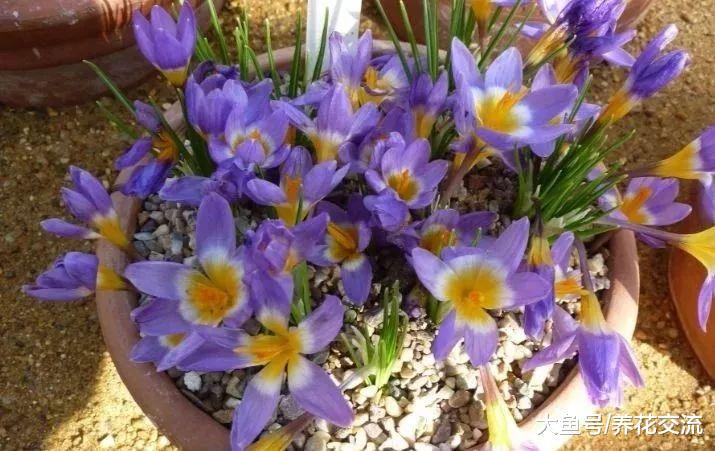 6种在春暖后盛放的鳞茎花卉, 适合秋天栽种的灿烂花卉