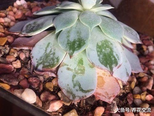 为什么说大部分朋友的多肉植物都是浇水过多淹死的呢?