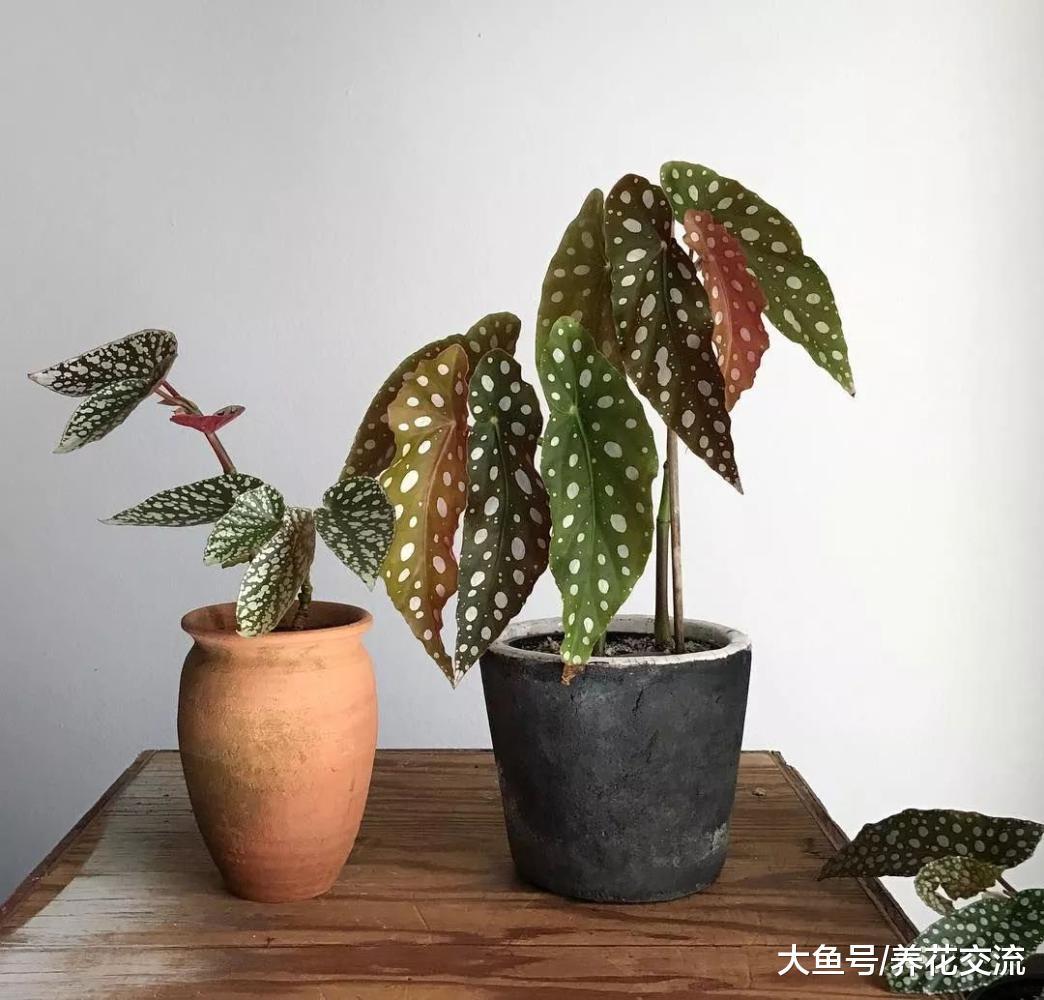 这九种植物养在家里, 打造一片绿色的空间, 养出热带雨林的景象