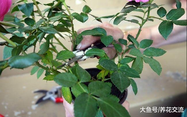 月季花在春天没有进行修剪, 难怪夏秋季节花朵越开越少