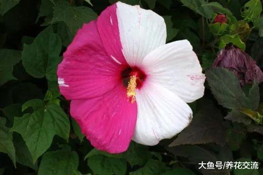 扶桑花盆栽要怎么浇水, 如何保证经常开花