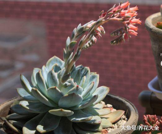 多肉铜钱草开花后赶紧剪, 否则立马死翘翘了!