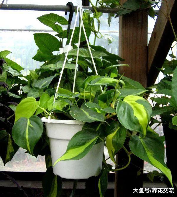 这些耐阴植物养办公室桌面上很适合, 养几年都不会挂