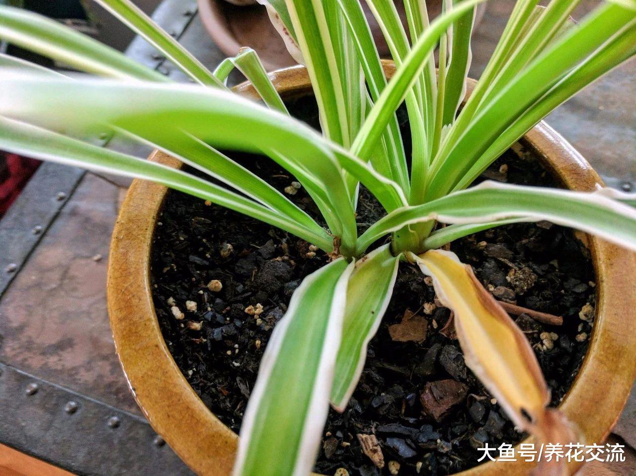 家里这4种常见的盆栽绿植, 用这些方法养就不怕叶黄烂根了