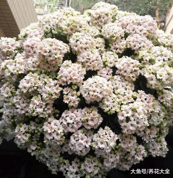 给花喝口“鲜鱼汤”, 猛蹿狂长20米, 拦都拦不住!