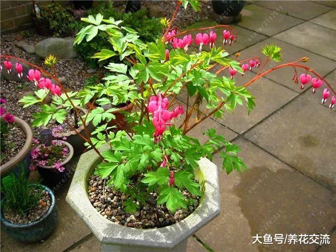 在院子阴凉的环境下开出灿烂花朵的荷包牡丹, 耐寒性极强
