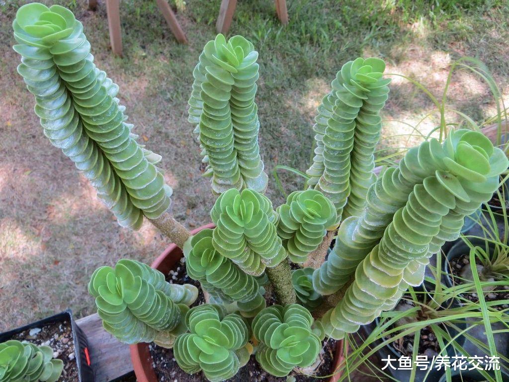 很多人都以为金钱木是多肉植物, 其实它是一种草本观叶植物
