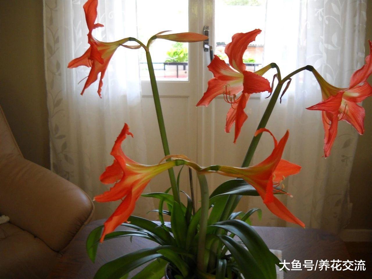朱顶红的花朵凋谢之后, 如何重新焕发生机?