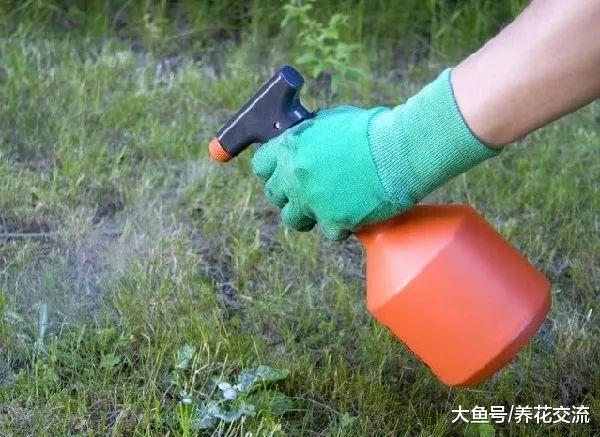 在家里用常用的溶液DIY杂草喷杀剂, 不用花钱的有机除草方法