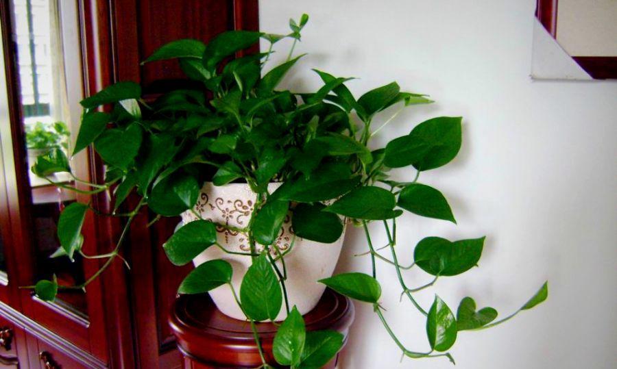 搬屋里就能活? 绿萝放错位置, 叶子发蔫不停掉!