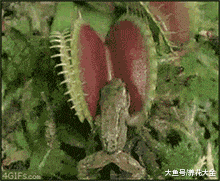 养花就养这6种, 简单好养, 连蚊香钱都省了!