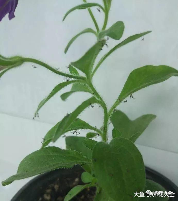 小黑飞杀不净? 阳台养盆它, 再也不愁花招虫!